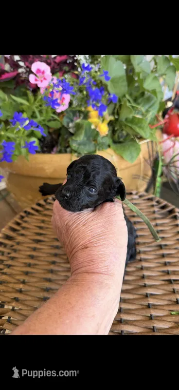 Gary – Poodle - Toy  puppy for sale in Tupelo, MS