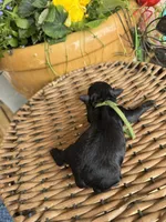 Gary, a male Poodle - Toy  for sale in Tupelo, MS – Photo 2 of 5