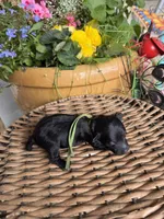 Gary, a male Poodle - Toy  for sale in Tupelo, MS – Photo 5 of 5