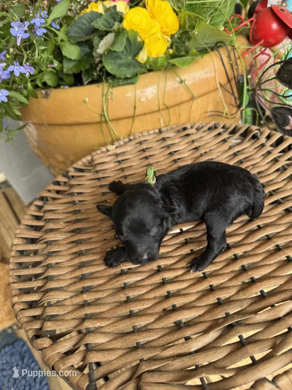 Gary – Poodle - Toy  puppy for sale in Tupelo, MS