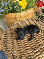 Gary, a male Poodle - Toy  for sale in Tupelo, MS – Photo 4 of 5