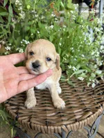 Evelyn, a female Cockapoo for sale in Tupelo, MS – 1 of 6