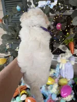 Violet , a female Poochon for sale in Tupelo, MS – Photo 2 of 6