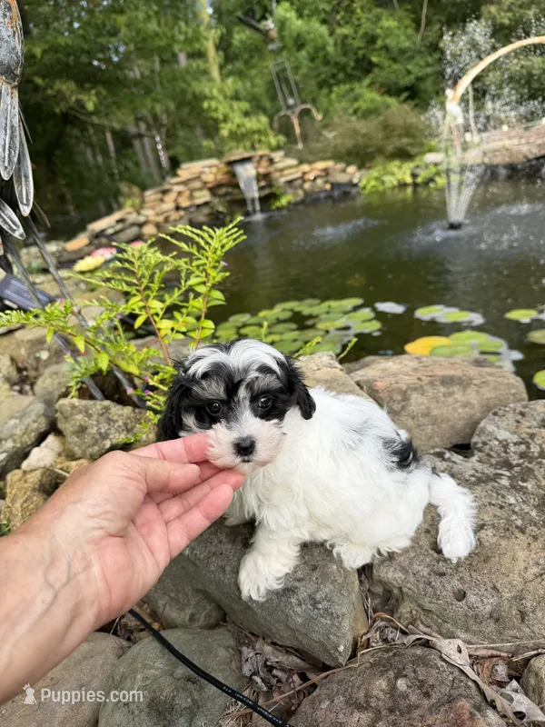 Lionel – Maltipoo puppy for sale in Tupelo, MS