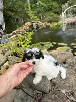Lionel, a male Maltipoo for sale in Tupelo, MS – 1 of 7