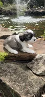 Casey, a male Shichon for sale in Tupelo, MS – 4 of 6