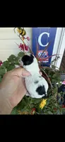 Lionel, a male Maltipoo for sale in Tupelo, MS – 3 of 7