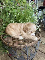 Walker, a male Cockapoo for sale in Tupelo, MS – 5 of 6