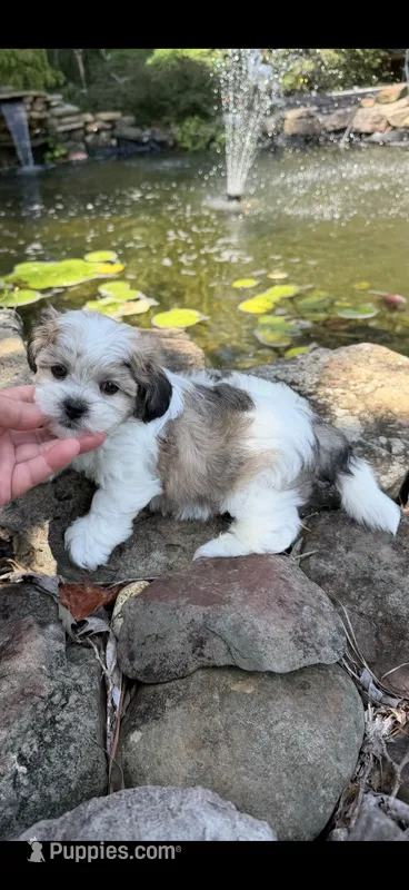 Garry – Shichon puppy for sale in Tupelo, MS