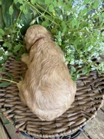 Carter, a male Cockapoo for sale in Tupelo, MS – 3 of 6