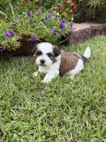 Davie Gray, a male Shichon for sale in Tupelo, MS – 3 of 5