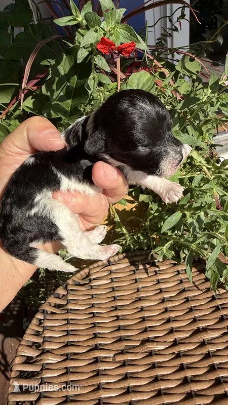 Ozzie – Maltipoo puppy for sale in Tupelo, MS