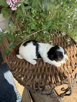 Mark, a male Shichon for sale in Tupelo, MS – 4 of 7
