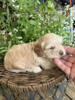 Tetter, a female Cockapoo for sale in Tupelo, MS – 3 of 7