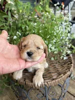Sarah, a female Cockapoo for sale in Tupelo, MS – 2 of 7
