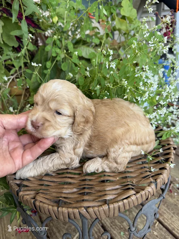 Carter – Cockapoo puppy for sale in Tupelo, MS