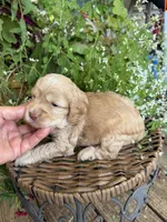 Carter, a male Cockapoo for sale in Tupelo, MS – 1 of 6