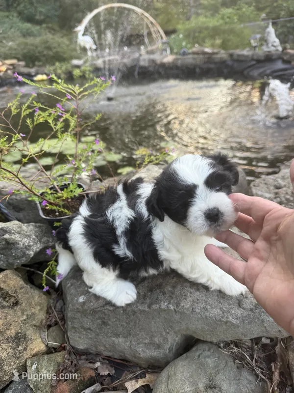 Ricky – Shichon puppy for sale in Tupelo, MS