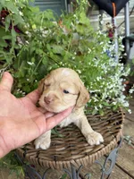 Carter, a male Cockapoo for sale in Tupelo, MS – 2 of 6