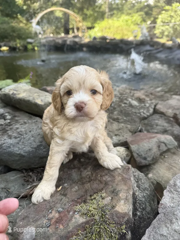 Walker – Cockapoo puppy for sale in Tupelo, MS