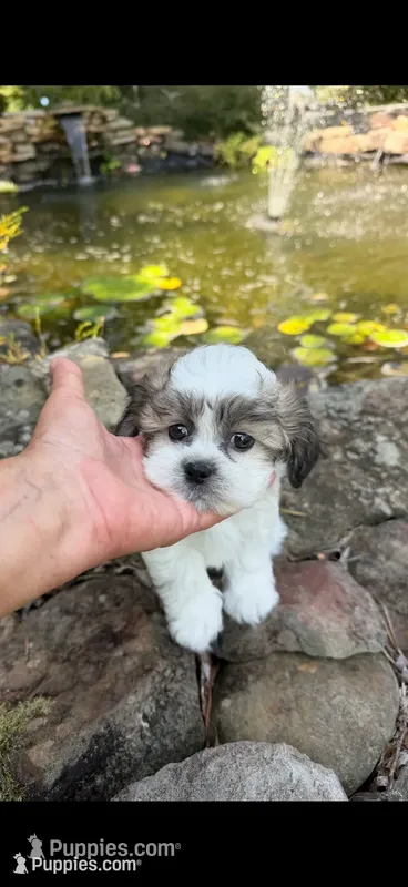 Loyd – Shichon puppy for sale in Tupelo, MS