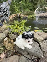 Lionel, a male Maltipoo for sale in Tupelo, MS – 6 of 7
