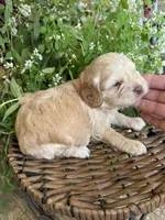 Tetter, a female Cockapoo for sale in Tupelo, MS – 7 of 7
