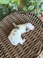 Rod, a male Maltipoo for sale in Tupelo, MS – 5 of 7