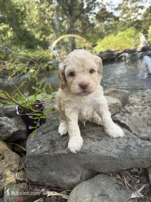 Jimmy – Cockapoo puppy for sale in Tupelo, MS