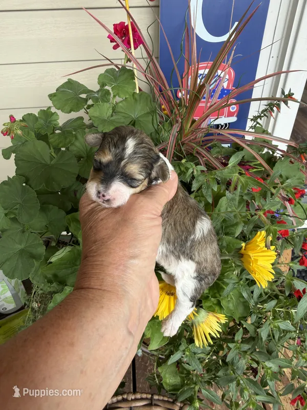 George – Maltipoo puppy for sale in Tupelo, MS