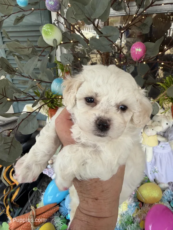 Tulip – Poochon puppy for sale in Tupelo, MS