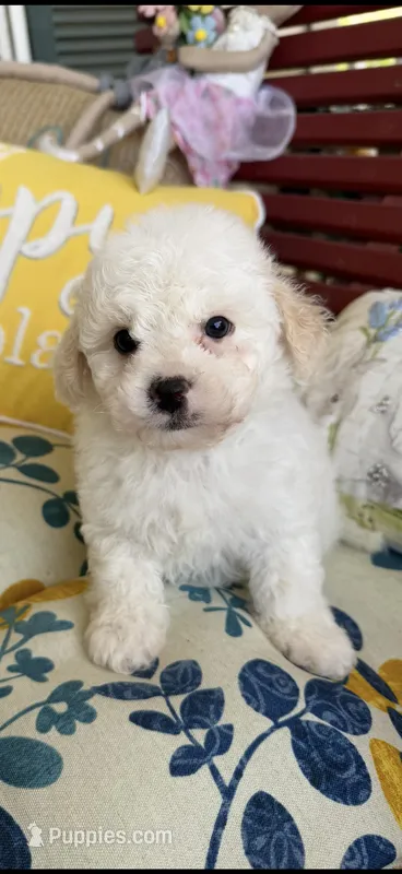 Tulip – Poochon puppy for sale in Tupelo, MS