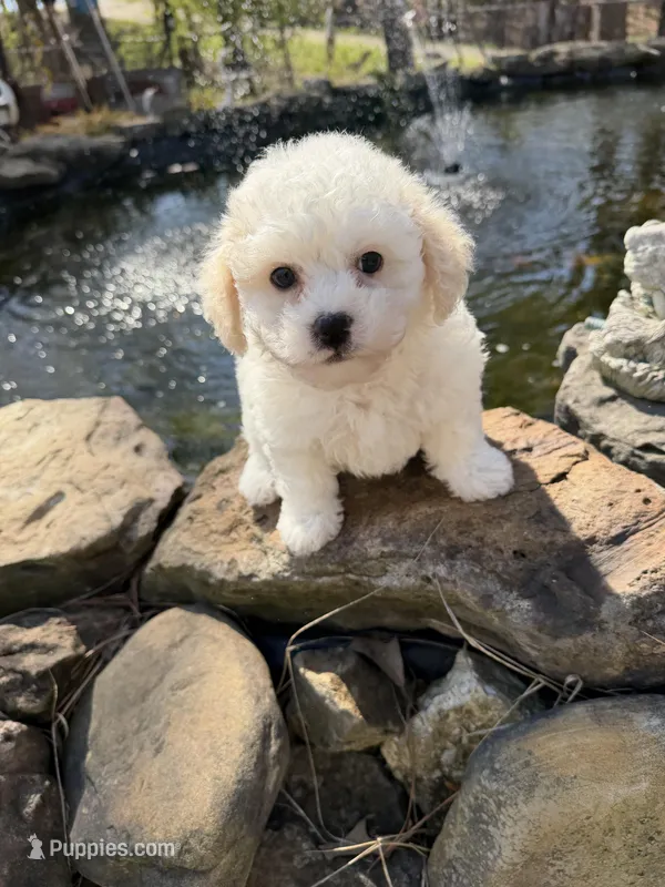 Tulip – Poochon puppy for sale in Tupelo, MS