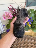 Motley , a male Poodle - Toy  for sale in Tupelo, MS – Photo 2 of 6