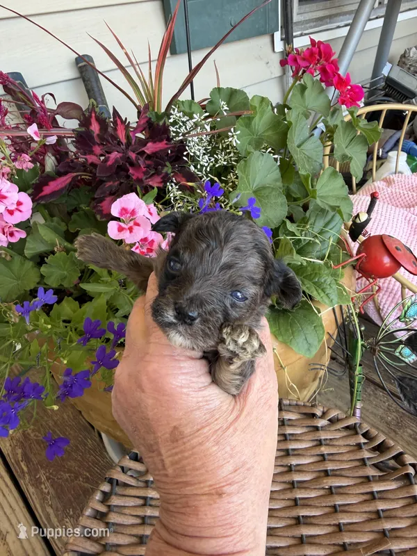 Motley , a male Poodle - Toy  for sale in Tupelo, MS – Photo 1 of 6