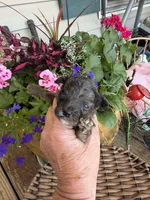 Motley , a male Poodle - Toy  for sale in Tupelo, MS – Photo 1 of 6