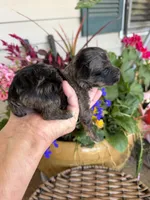 Motley , a male Poodle - Toy  for sale in Tupelo, MS – Photo 5 of 6