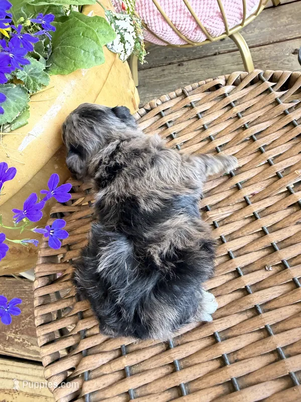 Motley  – Poodle - Toy  puppy for sale in Tupelo, MS