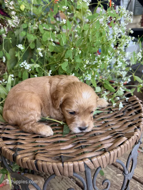 Jake  – Cockapoo puppy for sale in Tupelo, MS