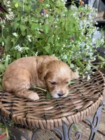 Jake , a male Cockapoo for sale in Tupelo, MS – 1 of 7