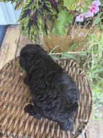 Precious , a female Poodle - Toy  for sale in Tupelo, MS – 3 of 5