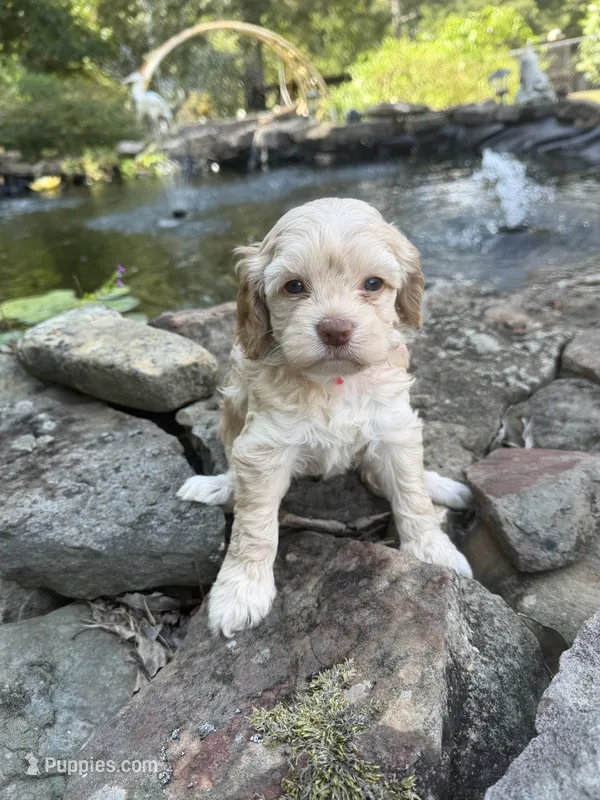 Tetter – Cockapoo puppy for sale in Tupelo, MS
