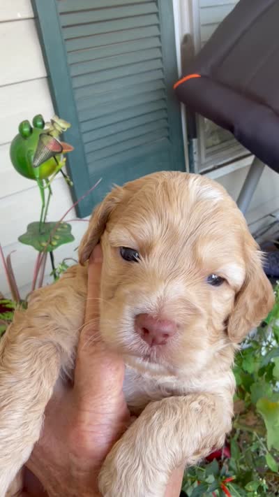 Carter, a male Cockapoo for sale in Tupelo, MS – 5 of 6