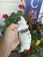 Rod, a male Maltipoo for sale in Tupelo, MS – 4 of 7