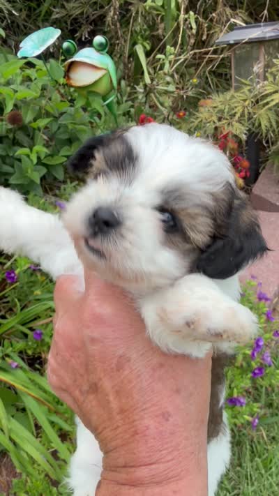 Betty, a female Shichon for sale in Tupelo, MS – 9 of 9