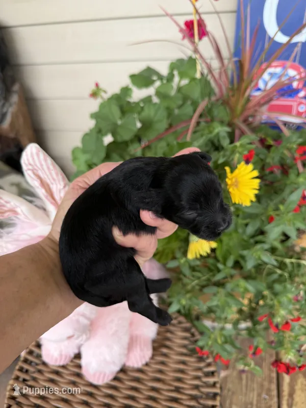 Loretta  – Maltipoo puppy for sale in Tupelo, MS
