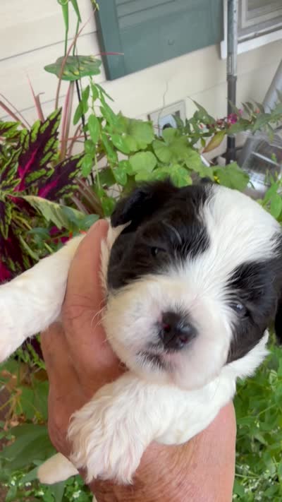 Mable, a female Shichon for sale in Tupelo, MS – 5 of 9