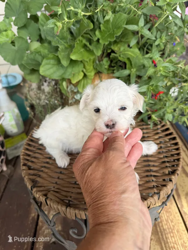 Sam – Maltese puppy for sale in Tupelo, MS