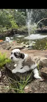Loyd, a male Shichon for sale in Tupelo, MS – 3 of 6