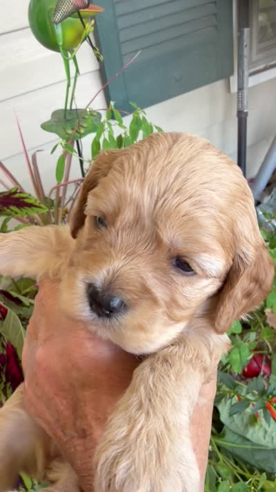 Sarah, a female Cockapoo for sale in Tupelo, MS – 6 of 7
